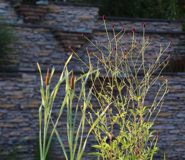 160728 Sanguisorba red thunder