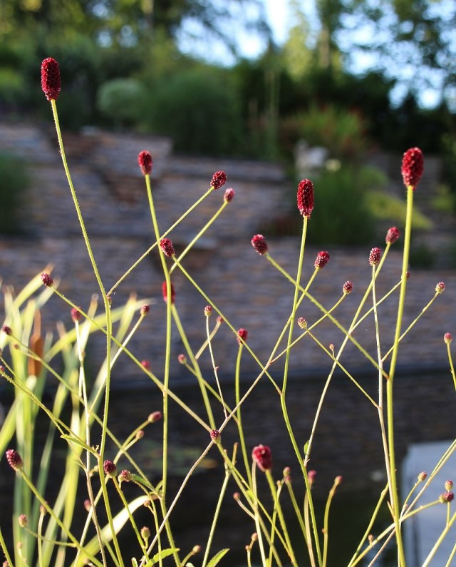 sanguisorba red thunder 3