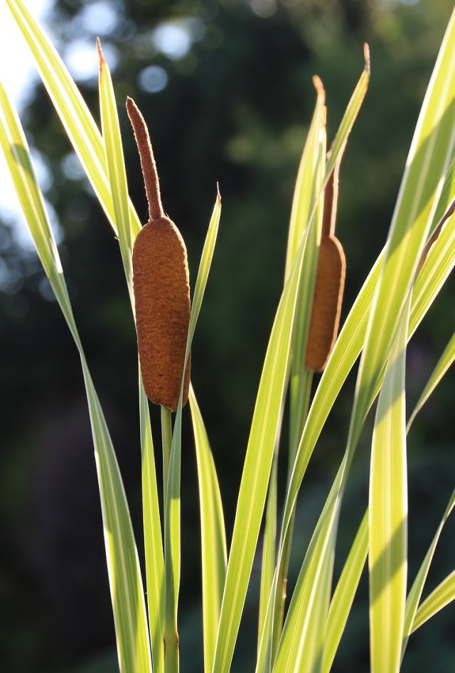 typha latifolia variegata 2