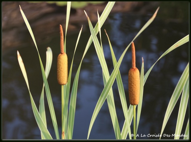 typha latifolia variegata
