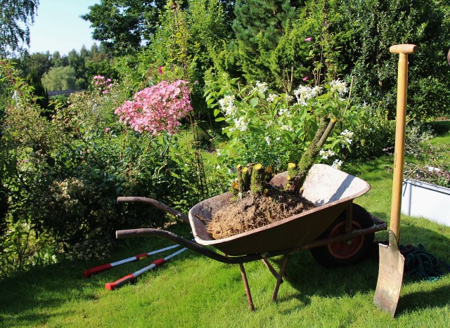 160815 souche berberis