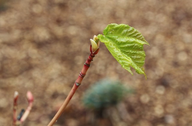 Acer conspicuum phoenix 180513