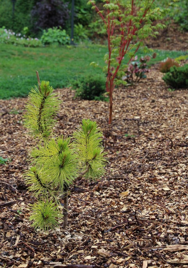 Pinus contorta chief joseph 180513
