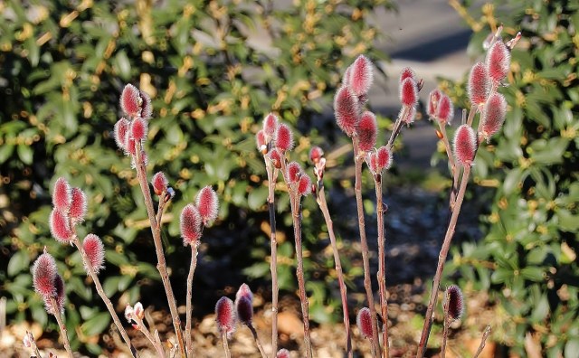 Salix gracilistyla Mount Aso