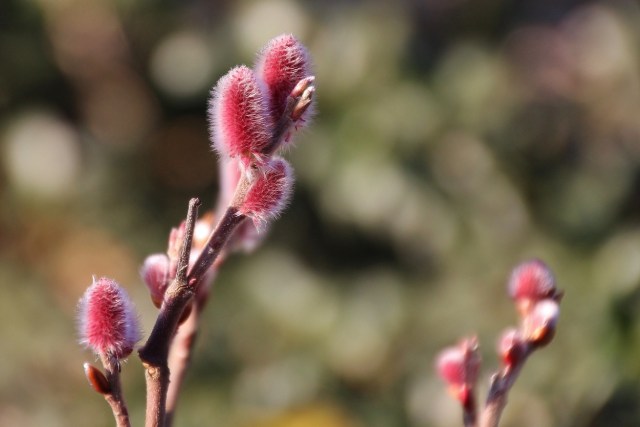 Salix gracilistyla Mount Aso