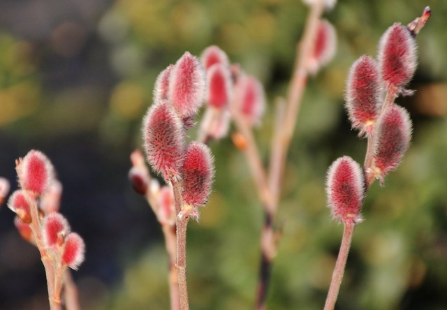 Salix gracilistyla Mount Aso