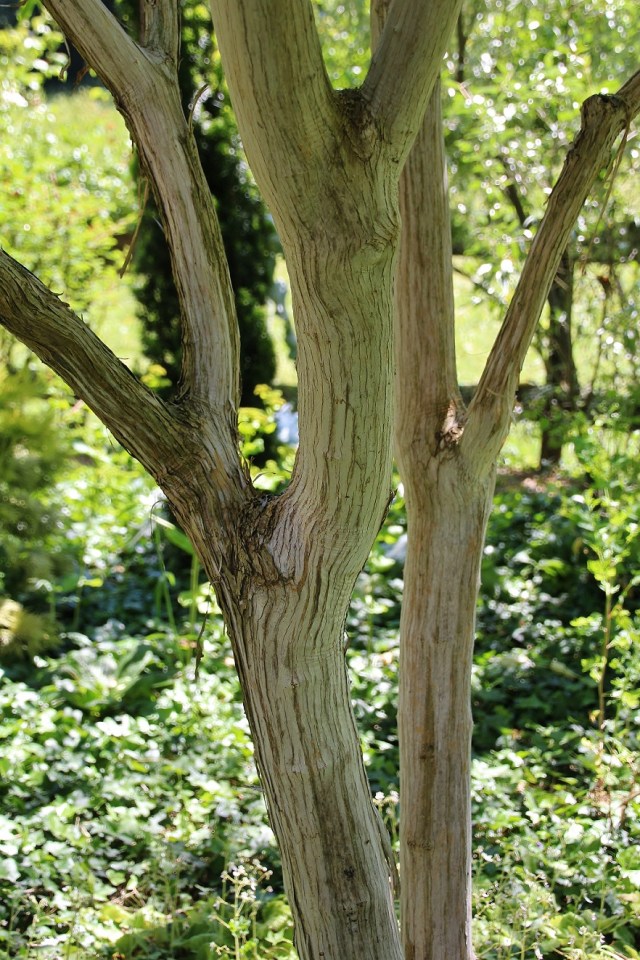 Heptacodium miconoides