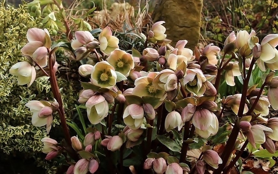 140222 helleborus nigercors ivory prince