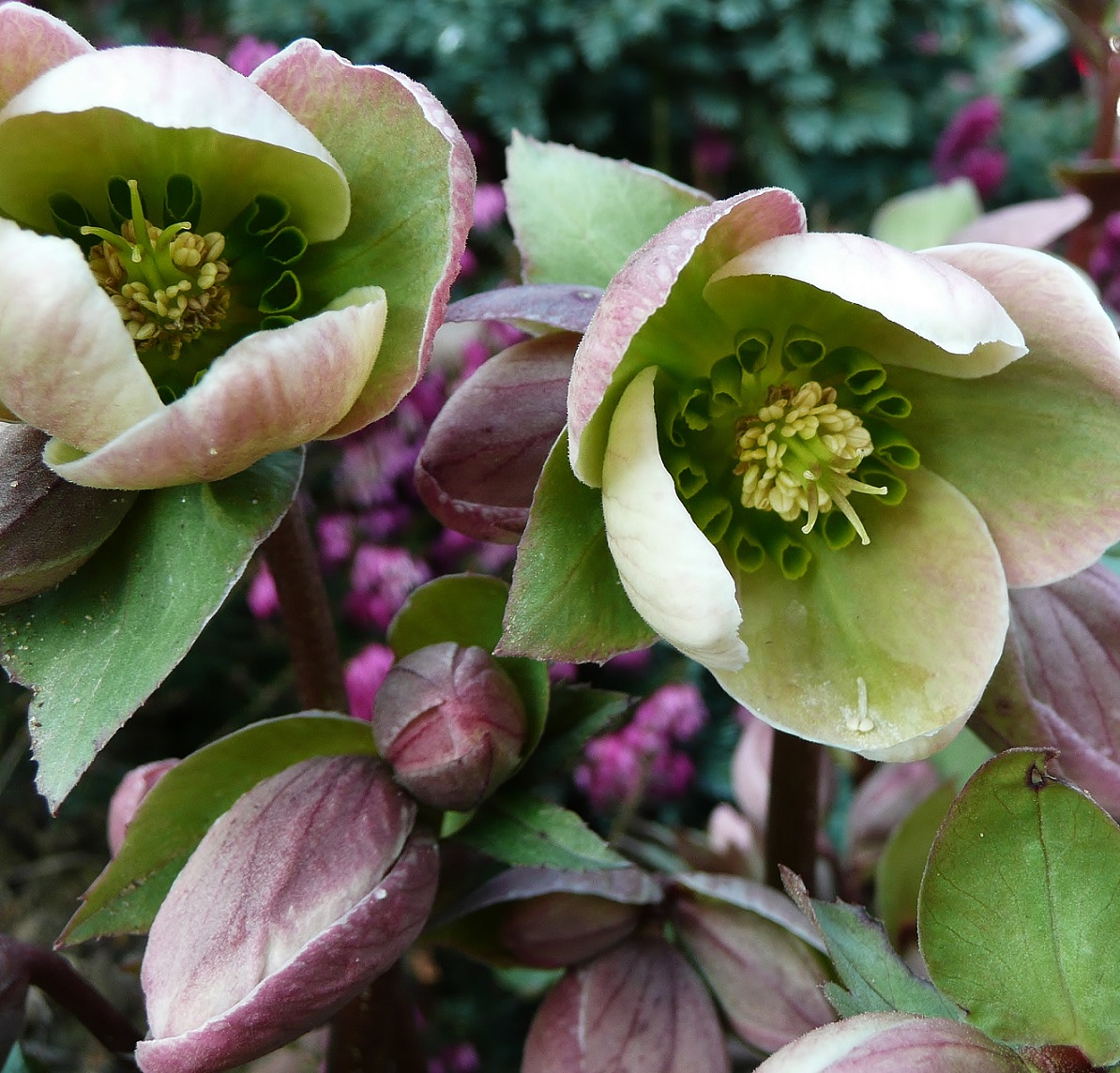 Helleborus Ivory Prince 2